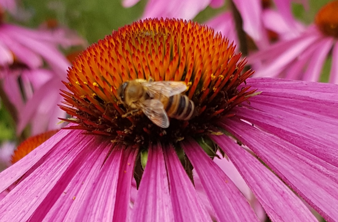 Ingen beskrivning tillgänglig