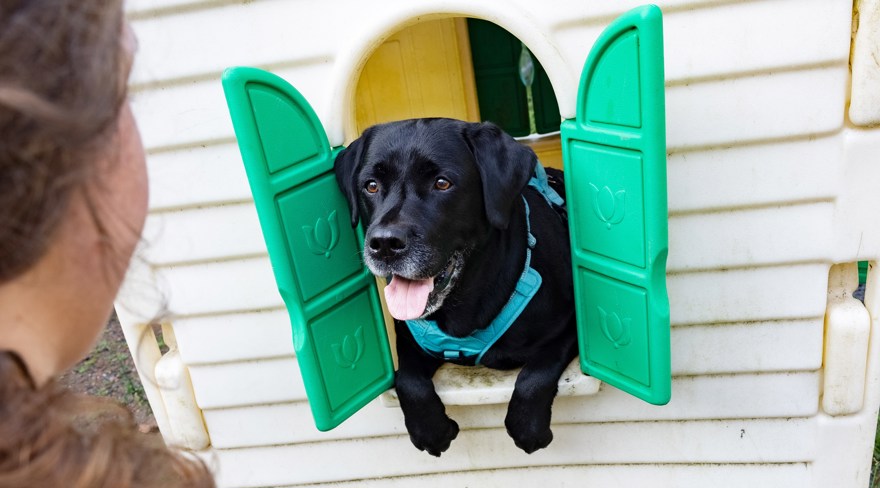 Svart labrador i fönster